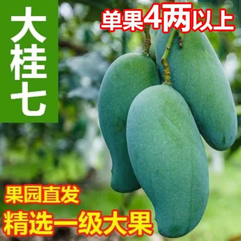 【花皮果】广西百色桂七芒果软糯香甜新鲜多汁现摘产地直发