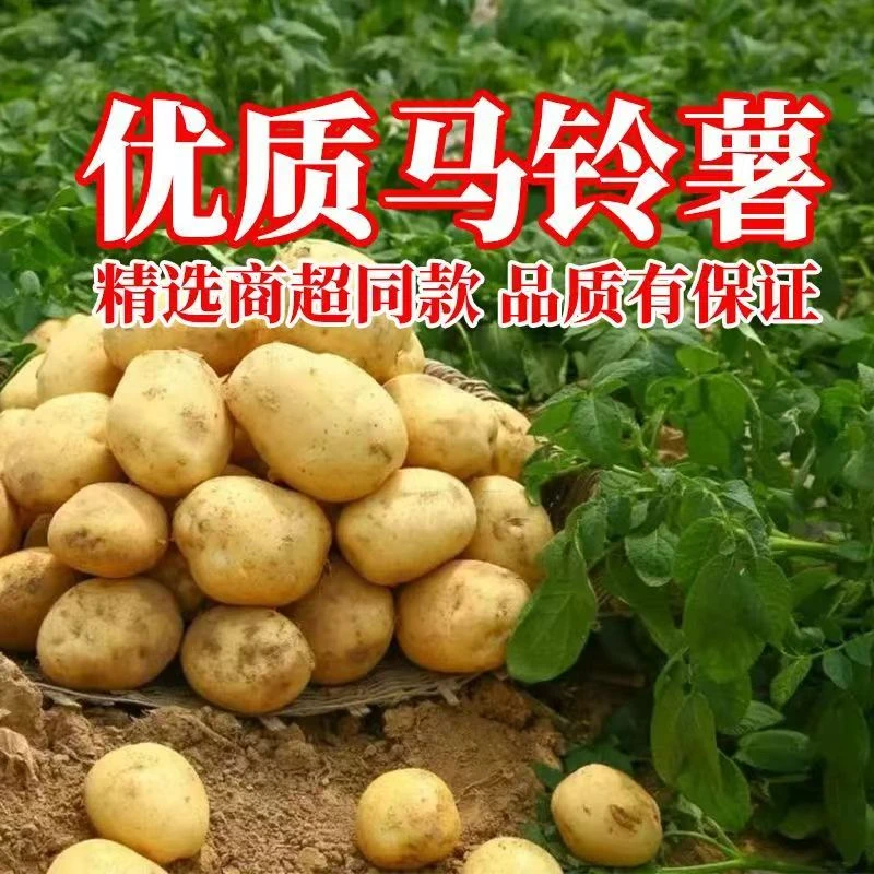 【板栗土豆】陕西延安2024新鲜现挖土豆5斤马铃薯粉面好吃软糯香甜