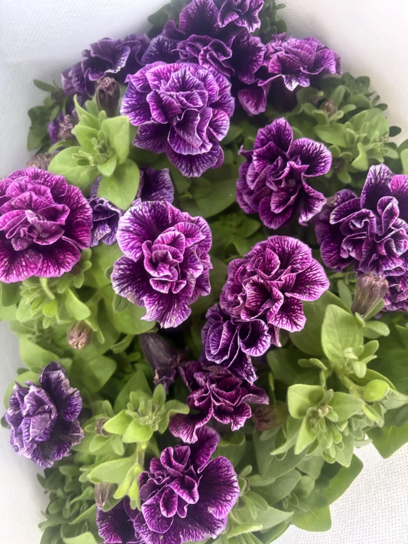 矮牵牛紫色云南基地直发易爆花好养护