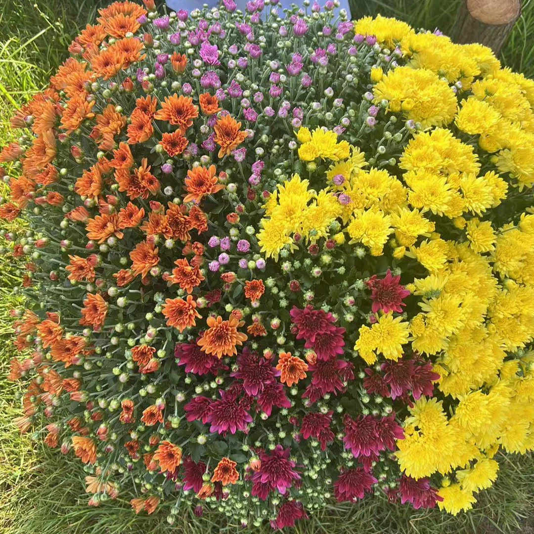球菊《多色千头菊》新手易养护阳台庭院地栽美观趣味活动菊花盆栽