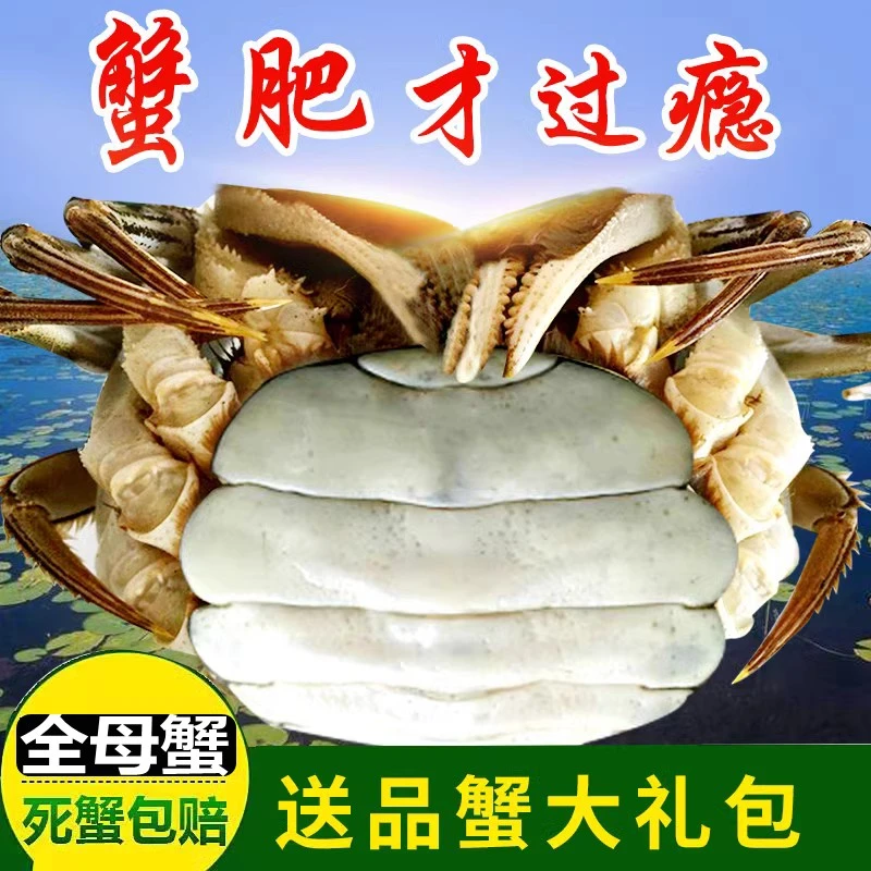 活蟹精品蟹大闸蟹鲜活 全母 蟹2.7-3.0两8/10只