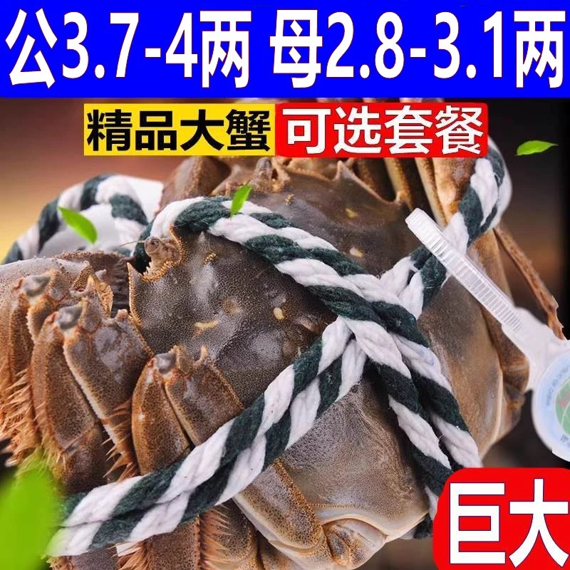 大闸蟹鲜活公3.7-4.0两母2.8-3.1两左右精品8-10只
