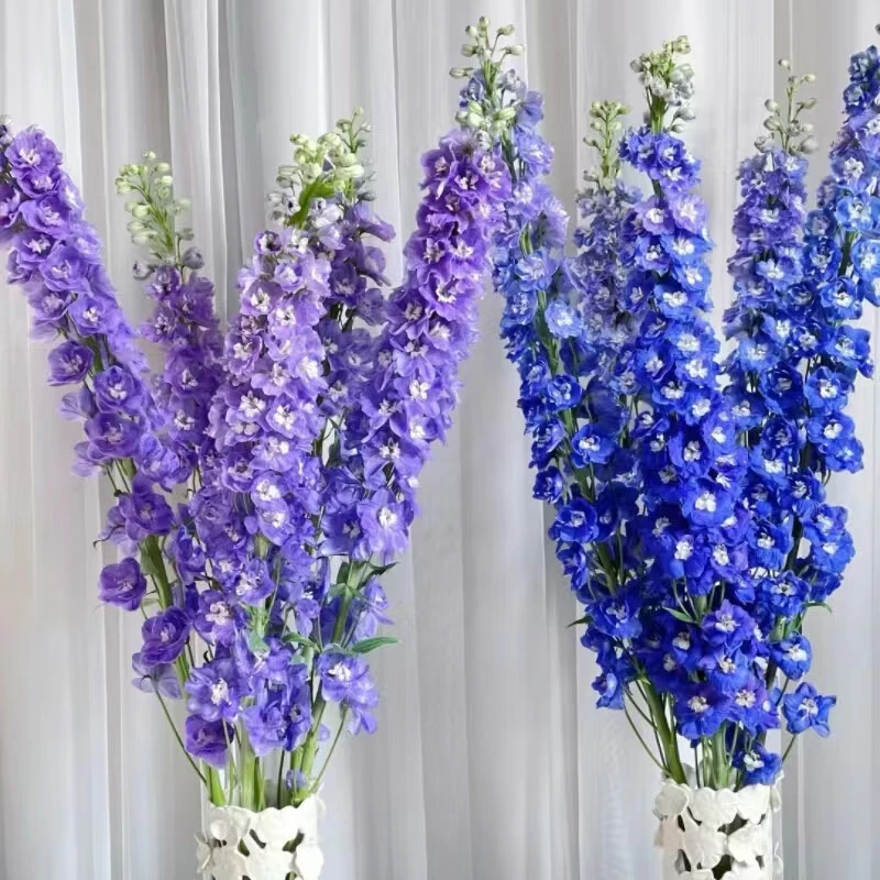 鲜切花大飞燕鲜花花束云南直发水培绿植大花飞燕草翠雀花鲜切枝