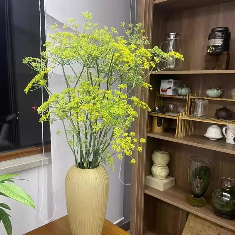 茴香花鲜花室内水培绿植家用插花花艺花材黄色真花云南基地直发