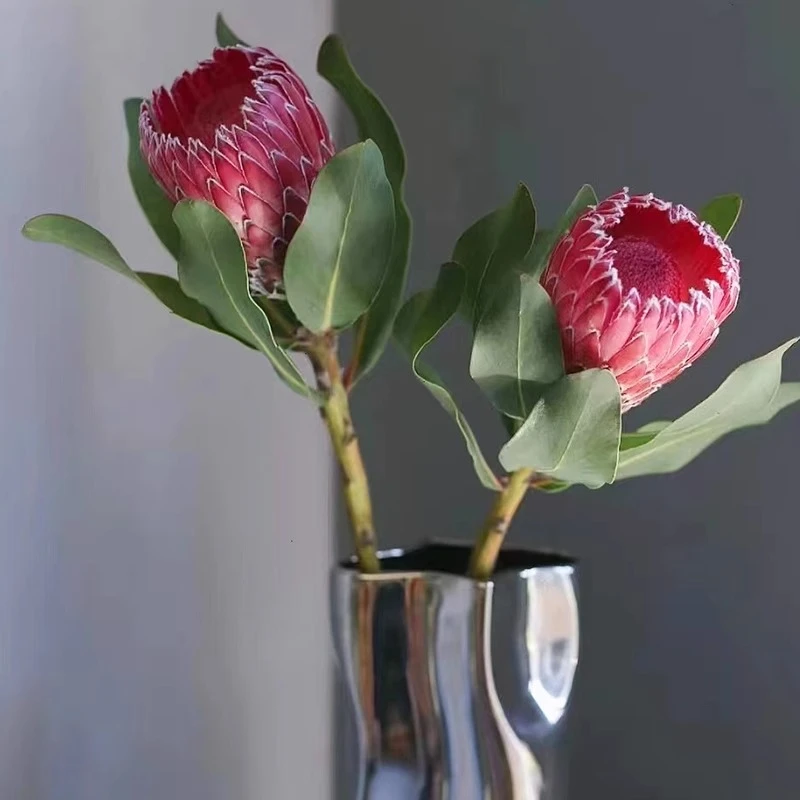 南非进口公主花鲜花皇后云南直发水培插花鲜切花帝王花新娘手捧花