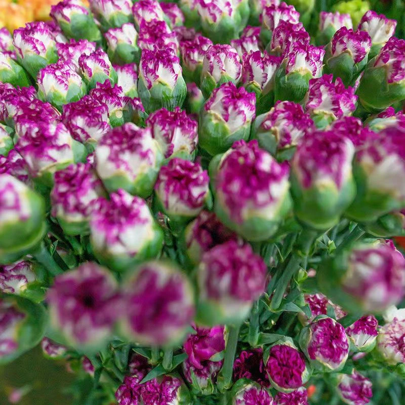 紫色康乃馨鲜花云南直发家居插花