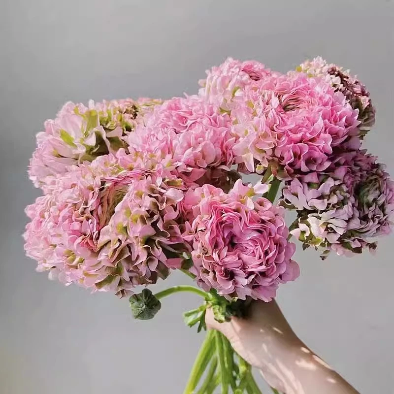 锦鲤洋牡丹鲜花毛茛鲜切花云南基地直发家用插花室内水培花卉顺丰