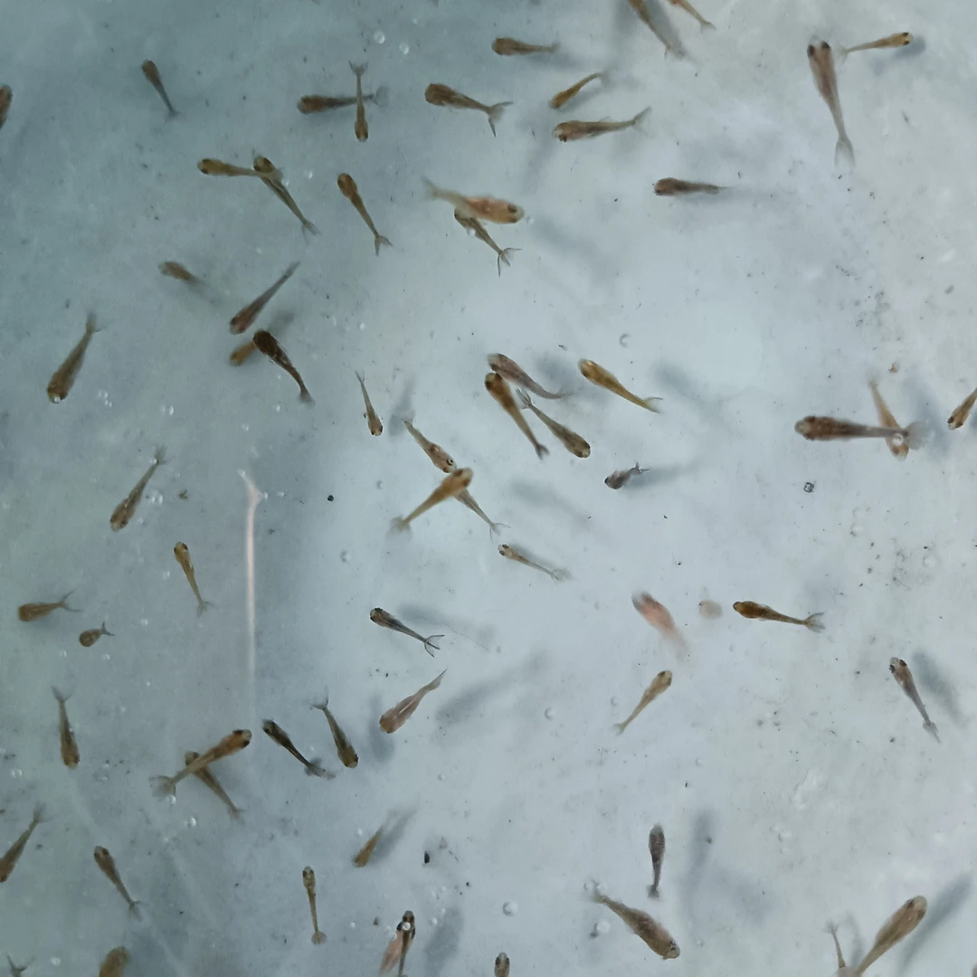 鱼苗小型冷水（元宝百褶将军）泰狮练手苗3-5cm20条送2条备损便宜