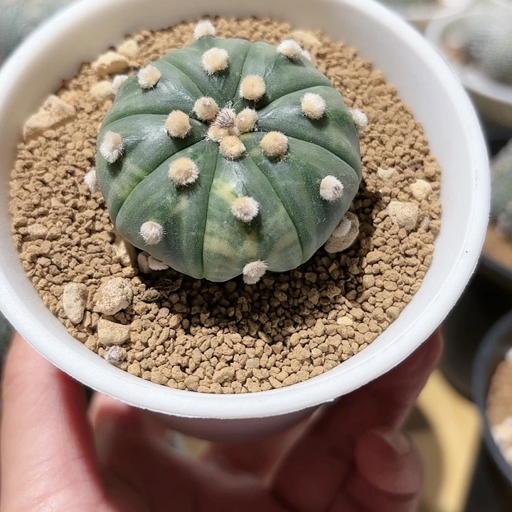 实生龟甲兜锦侧芽福袋