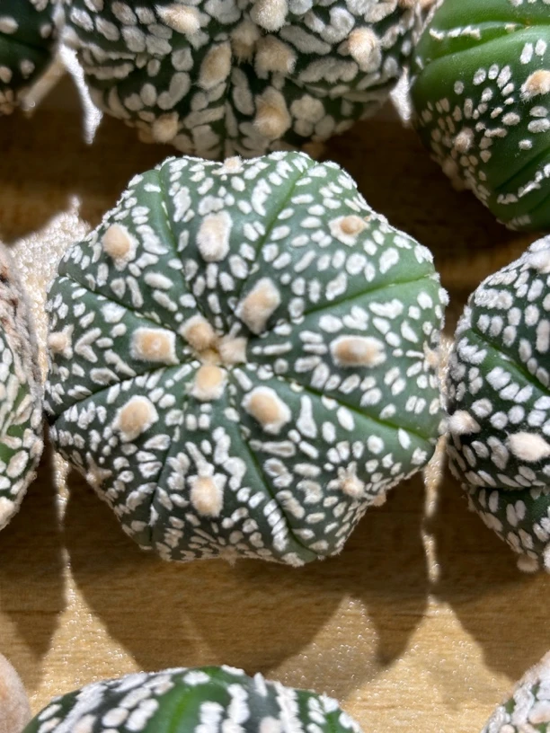 一组四颗,星球属仙人球奇迹海星花园超兜侧多肉植物