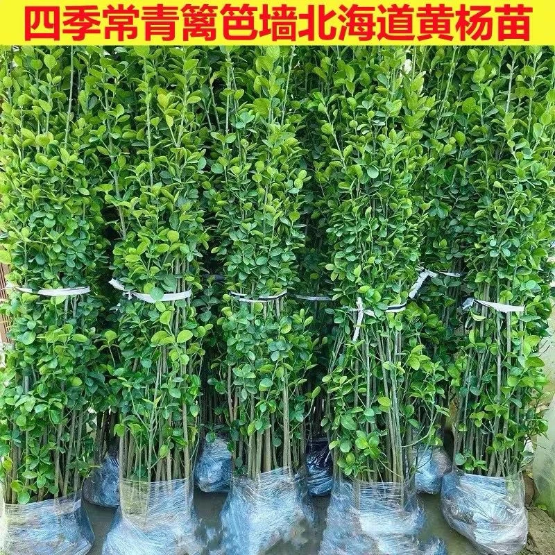 北海道冬青黄杨树苗庭院植物耐寒四季常青绿化苗木花卉篱笆专用苗