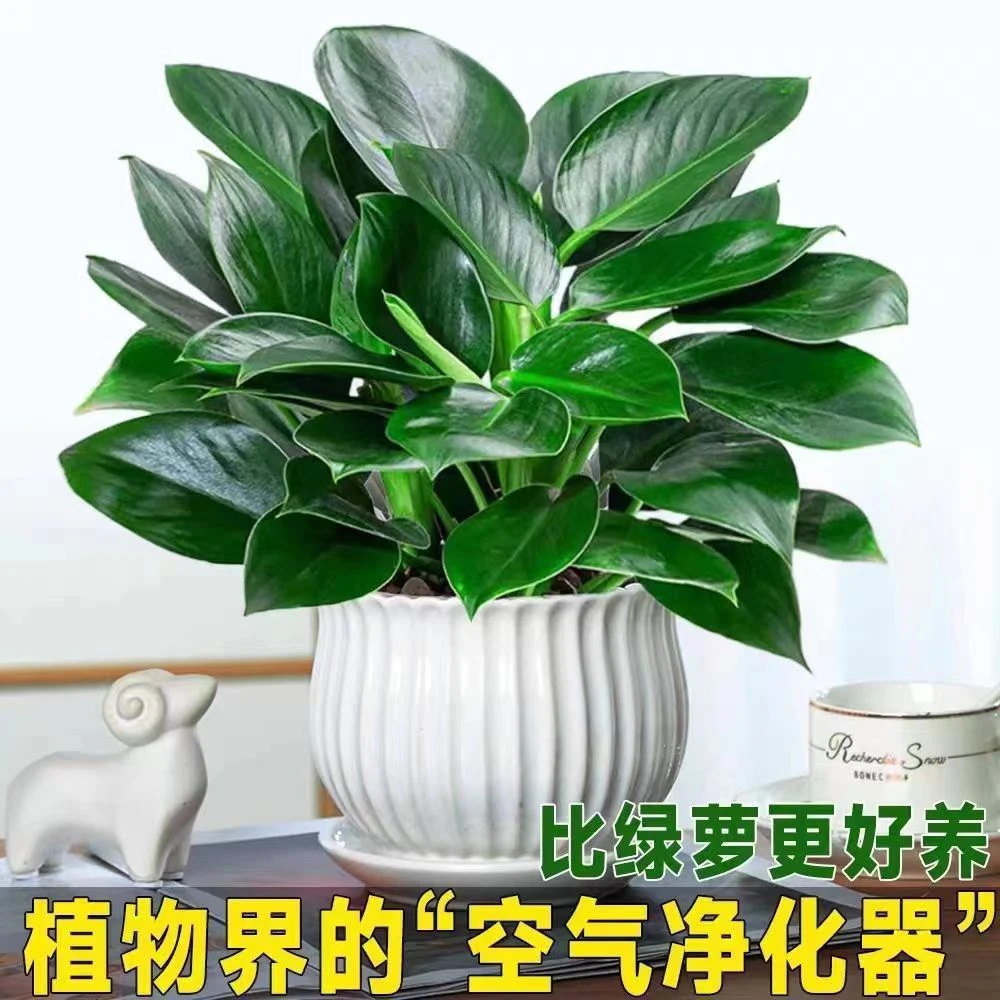 大叶金钻绿公主盆栽水培绿植物客厅卧室内桌摆懒人花卉绿萝好养