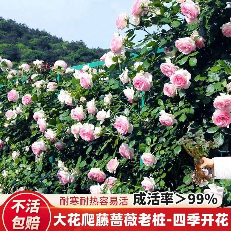 浓香型蔷薇花苗重瓣庭院四季开花阳台爬藤月季藤本花卉盆栽玫瑰花