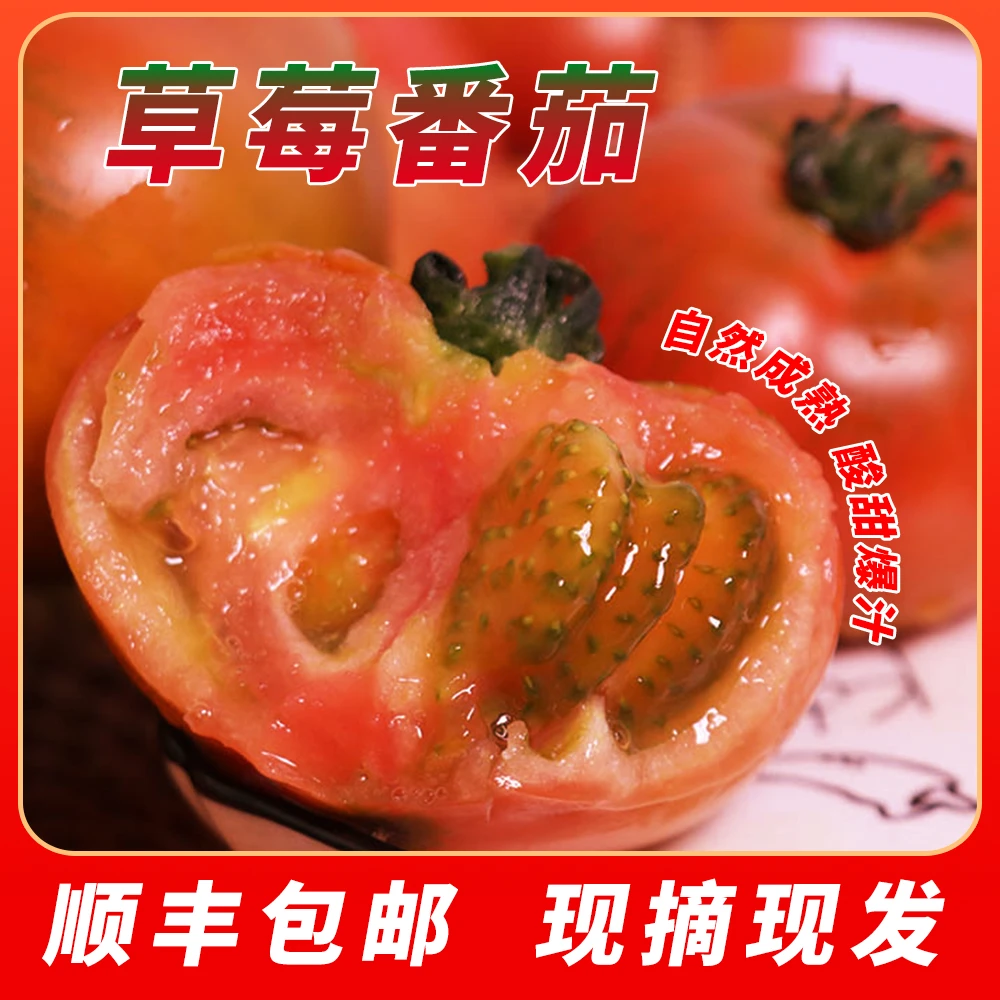 顺丰包邮 东北碱地草莓西红柿 5斤 水果西红柿 爆汁脆爽 现摘现发