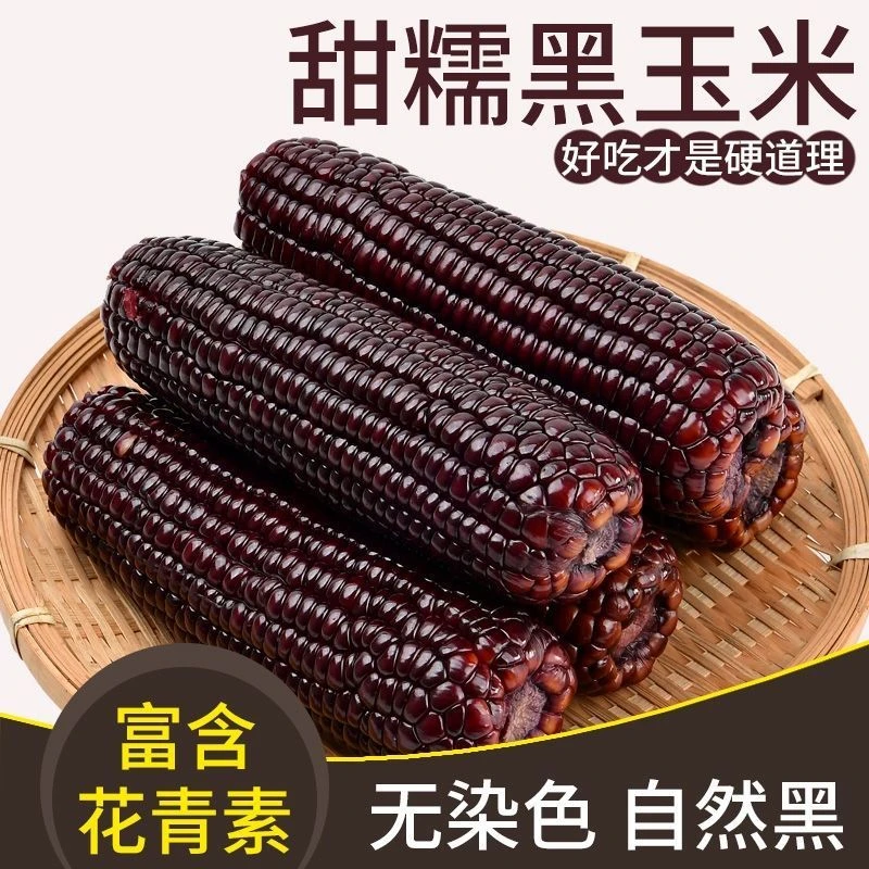 整箱东北黑糯玉米棒新鲜甜糯黑玉米批发真空非转基因头茬甜糯玉米
