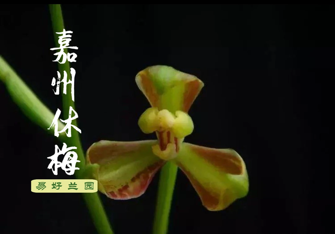 建兰嘉州秀梅夏天开花