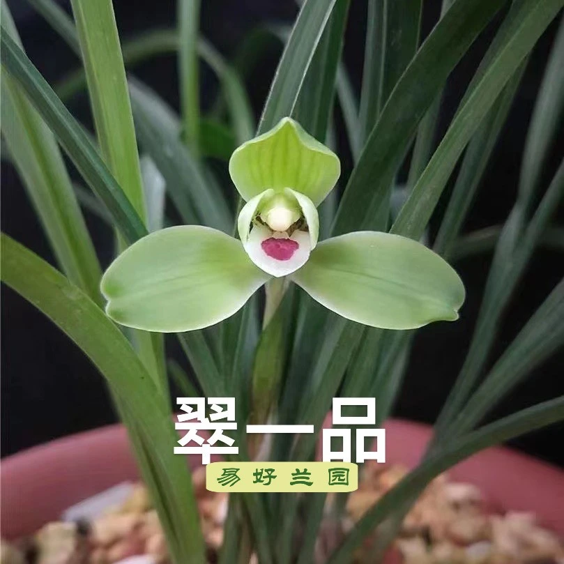 春兰水仙瓣翠一品2苗