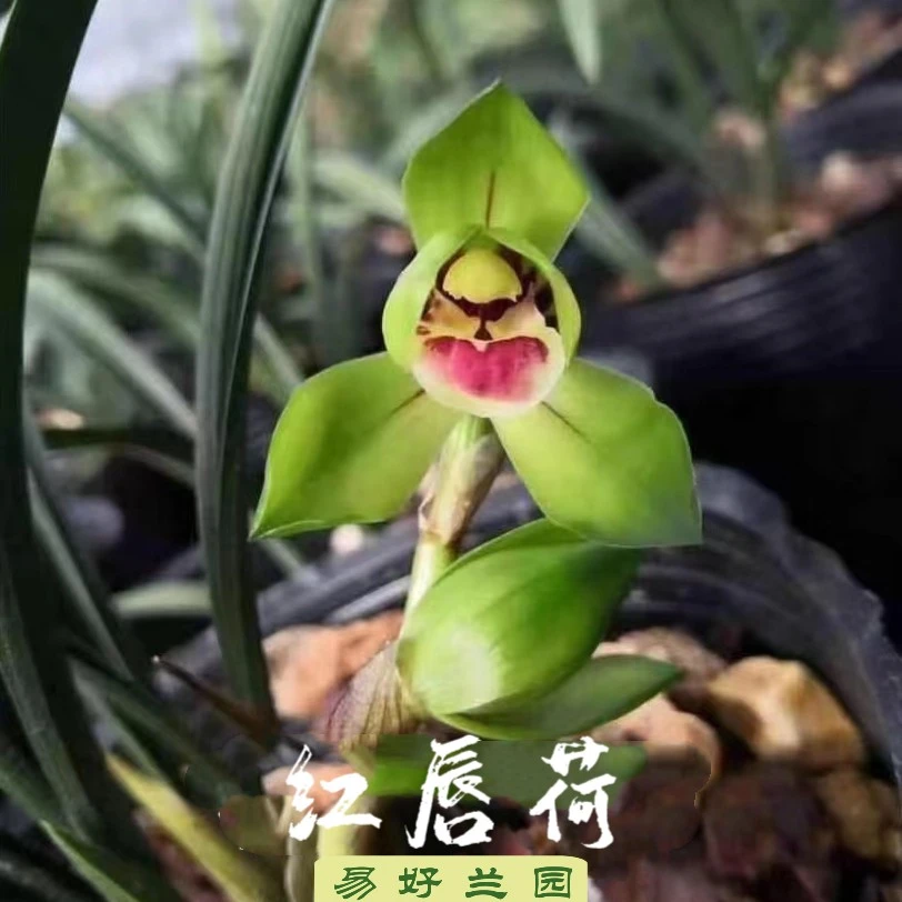 春兰红唇荷正格荷瓣