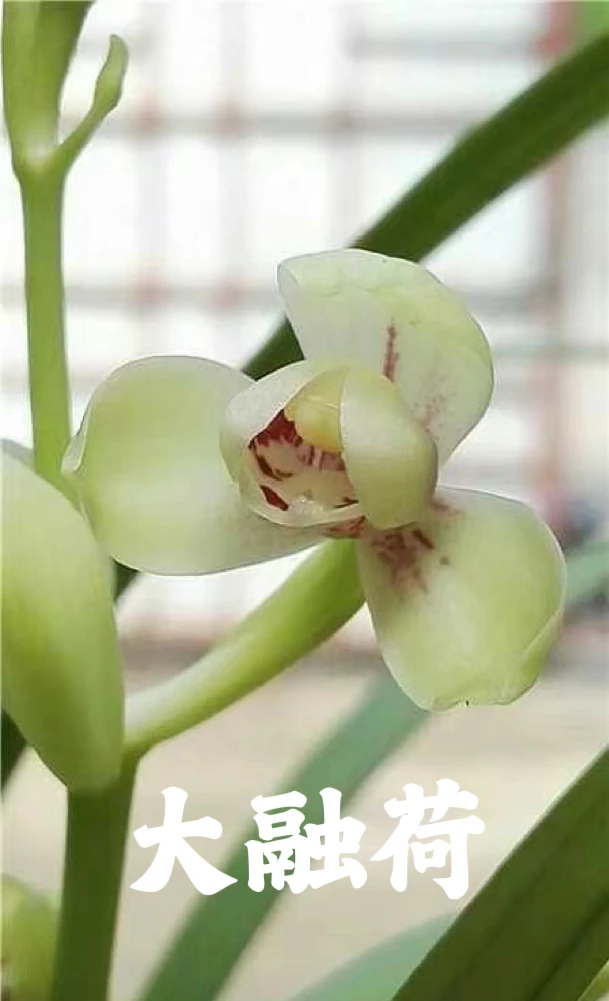 建兰大融荷正格荷瓣花