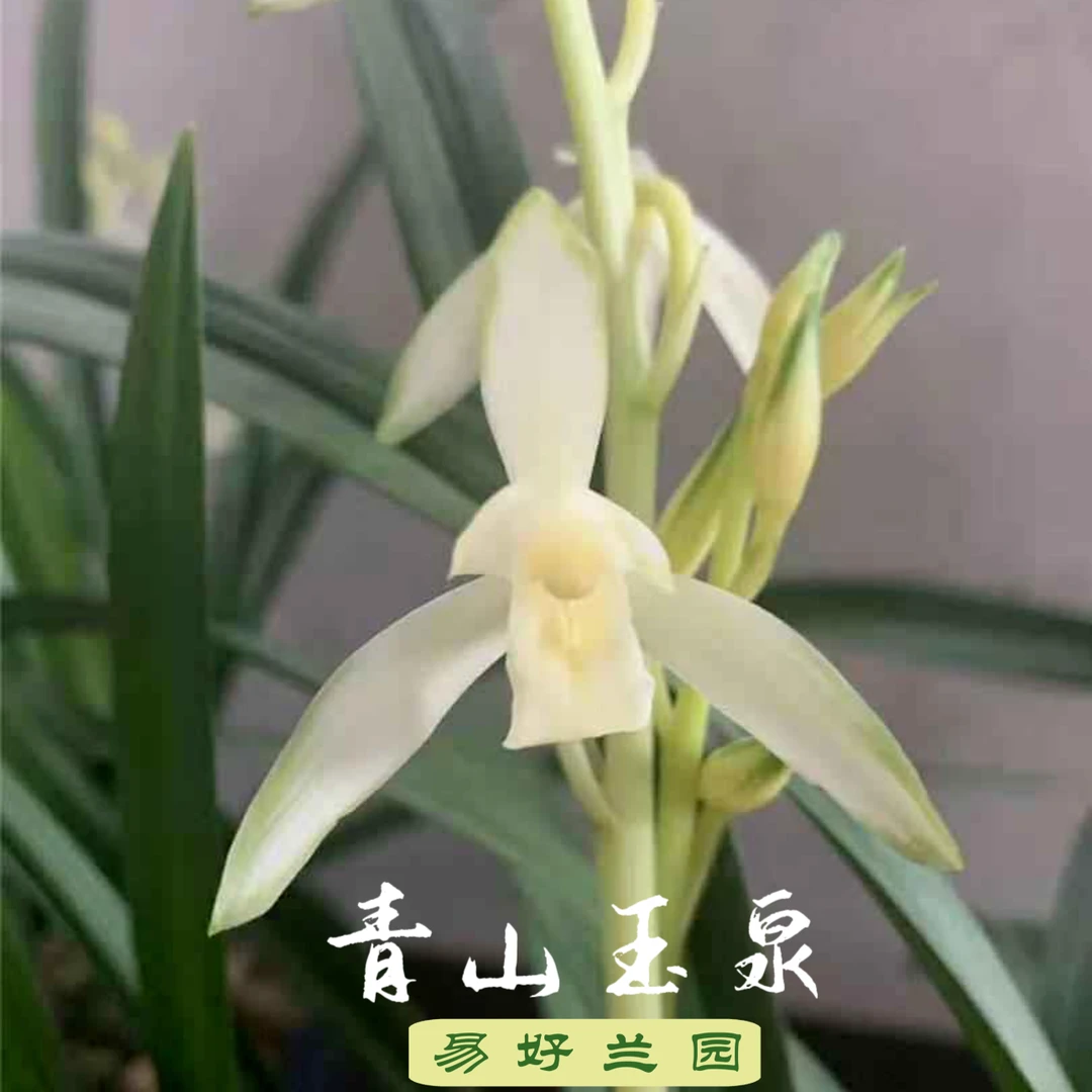 建兰青山玉泉花香浓香