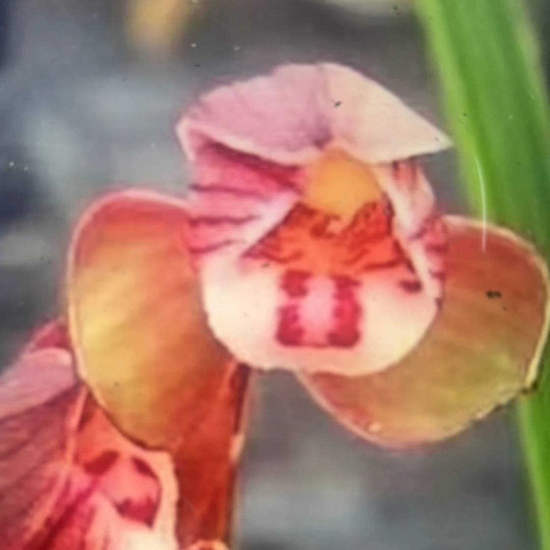 春剑红花荷瓣新品无名字