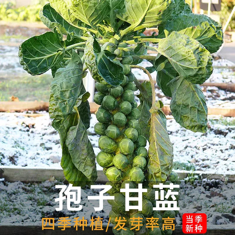 孢子甘蓝种子抱子甘蓝籽春秋季小型芽球包心菜阳台易种播蔬菜种子