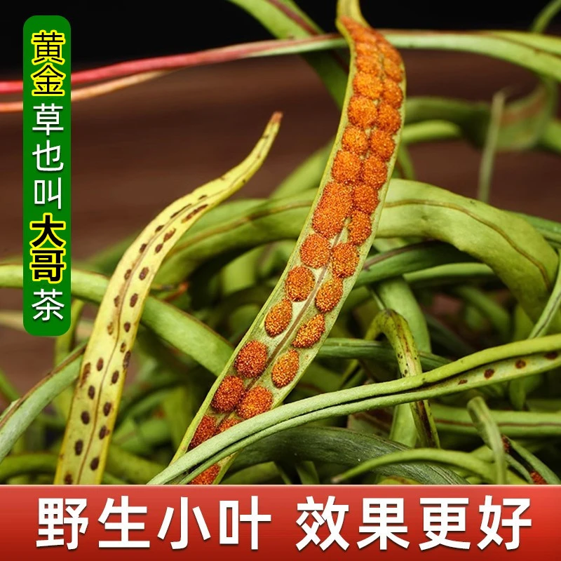 （野生小叶）黄金茶 东北长白山大哥茶 本地新鲜手工晒干25/100克