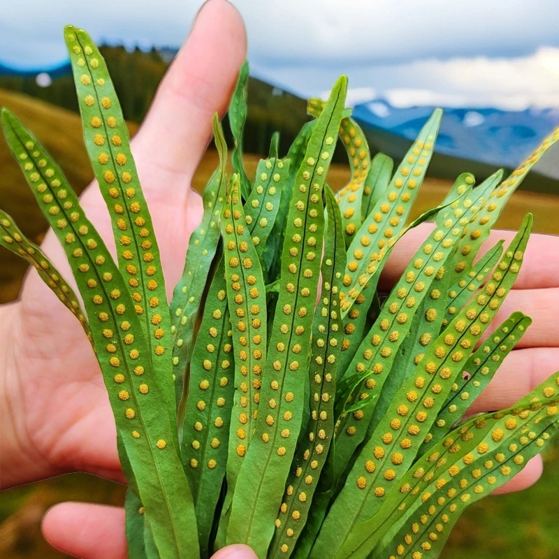 长白山本地野生黄金草大山石草未加工初级农产品健康食用滋补养生