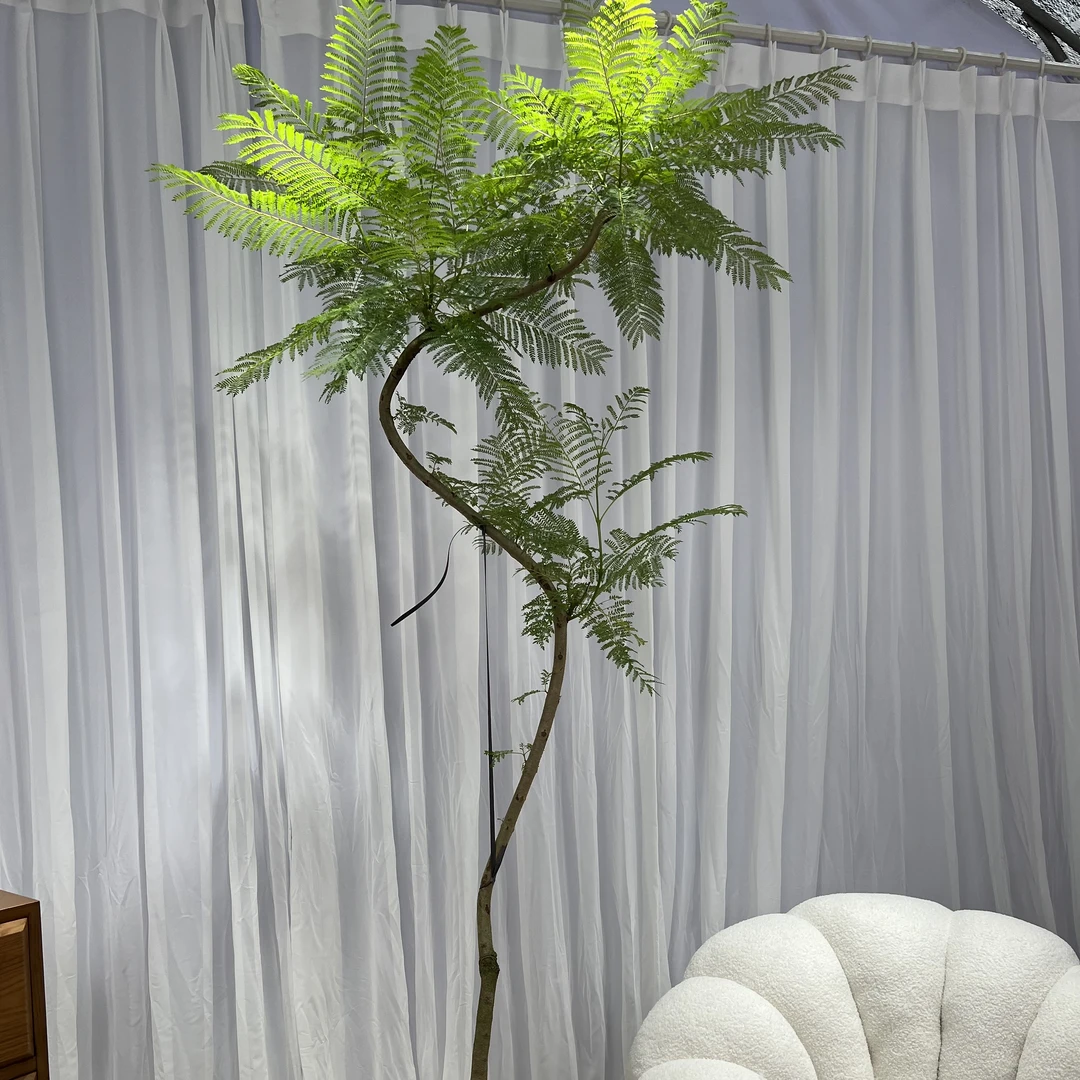 蓝花楹盆栽大型老桩绿植客厅阳台办公室好养活落地植物新房造景