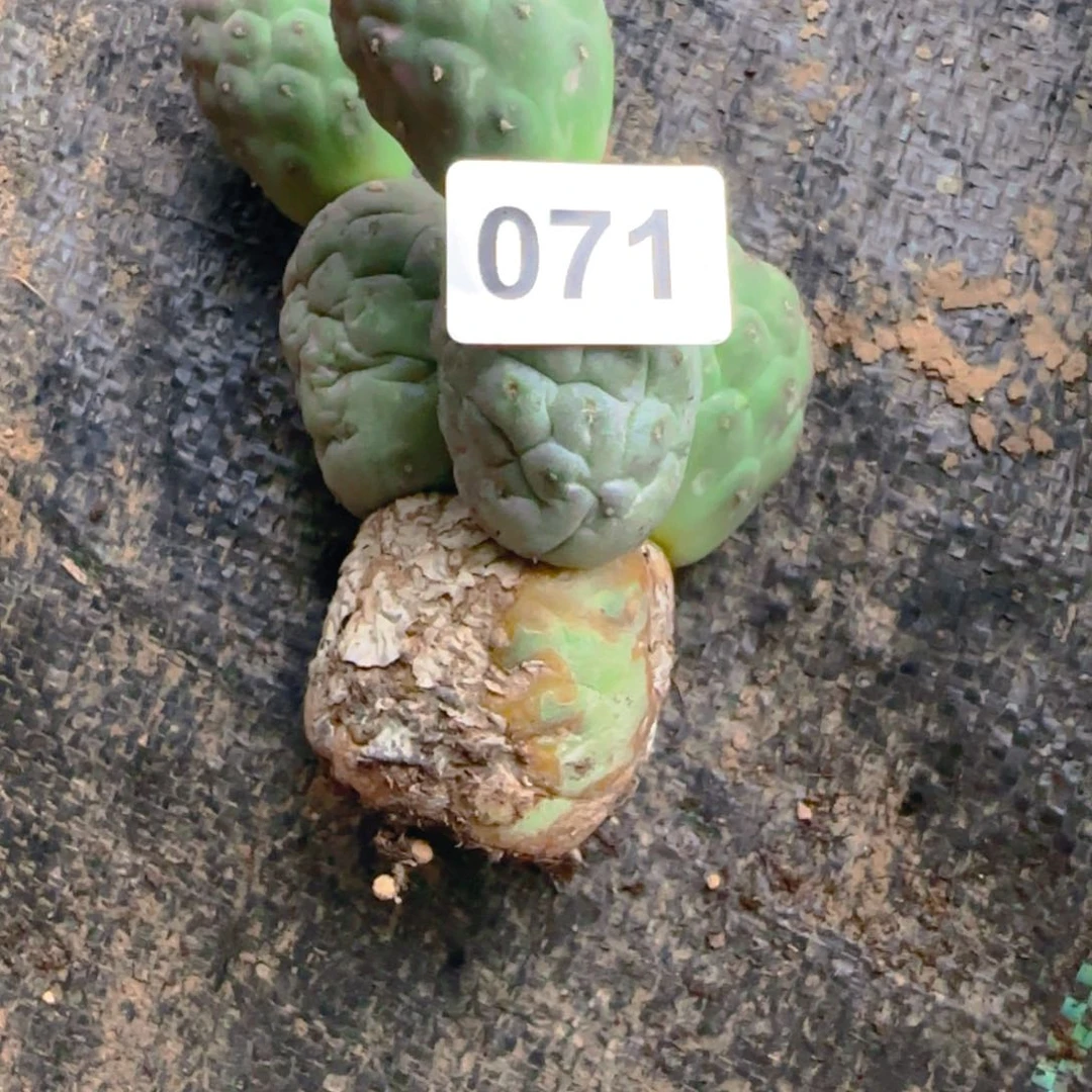 福利有根紫皮鹅蛋习志野071