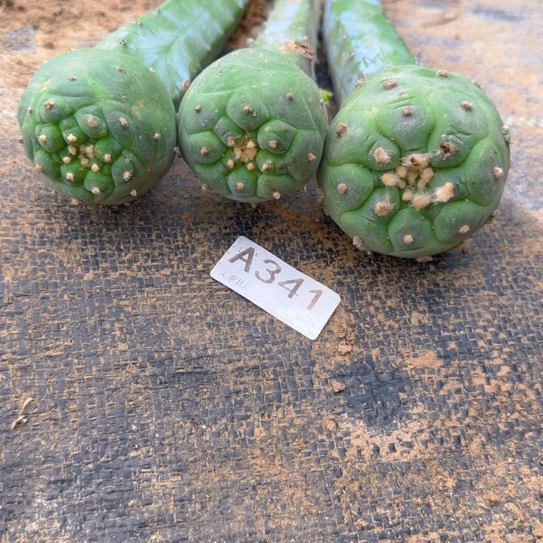 苗接鱼一组341仙人球