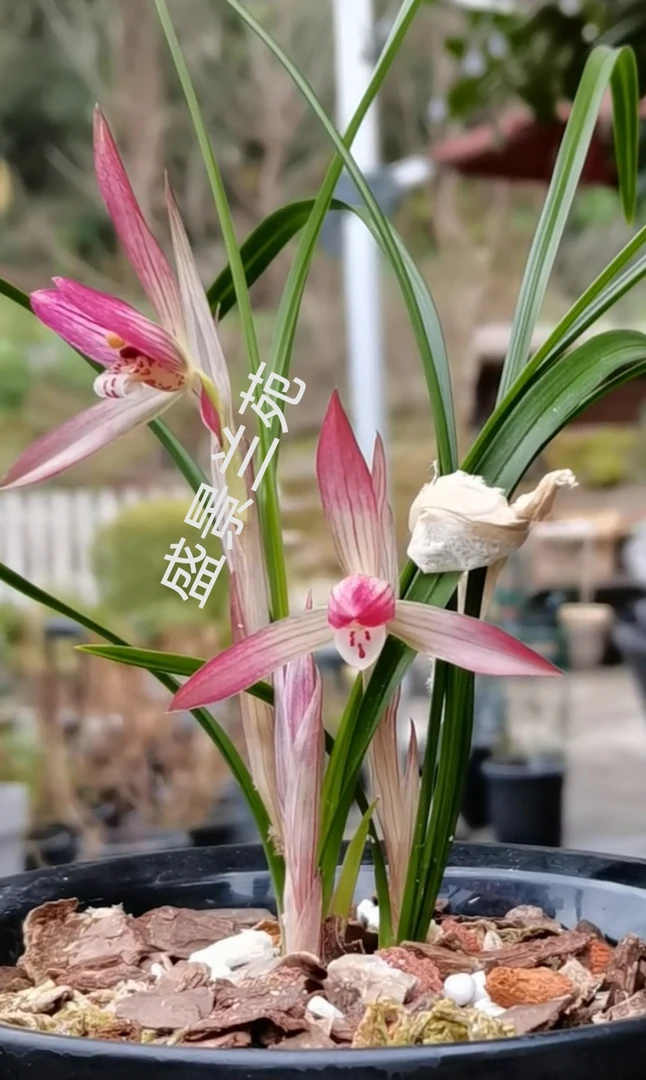 盛景兰苑，春兰新品色花，本苑选育，浓香好养易活，2苗