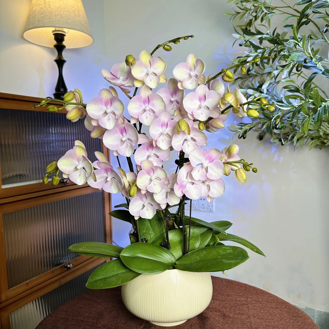 【威尼斯-蝴蝶兰】 轻奢 中式 禅意 绿植盆栽 年宵花