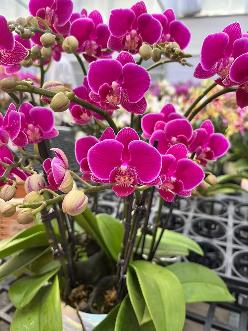 忆兰【紫魅—蝴蝶兰】轻奢 中式 禅意 绿植盆栽 送礼 年宵花