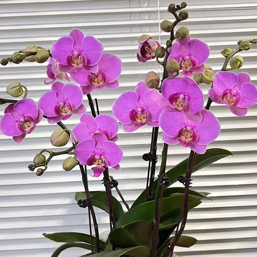 忆兰【明日之星—蝴蝶兰】轻奢 中式 禅意 绿植盆栽 送礼 年宵花