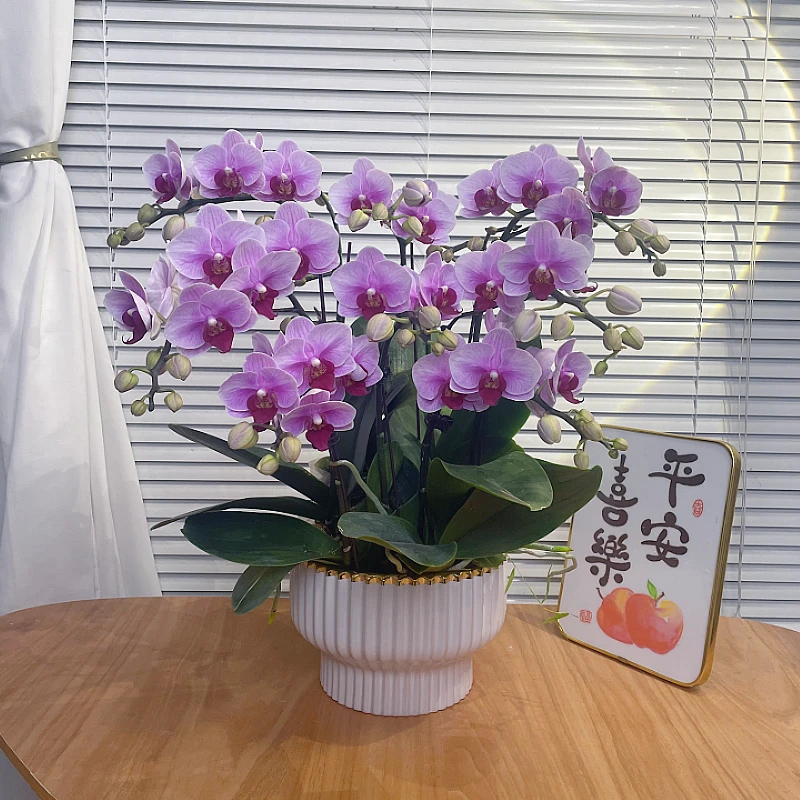 千禧【宝贝—蝴蝶兰】轻奢 中式 禅意 绿植盆栽 送礼 年宵花