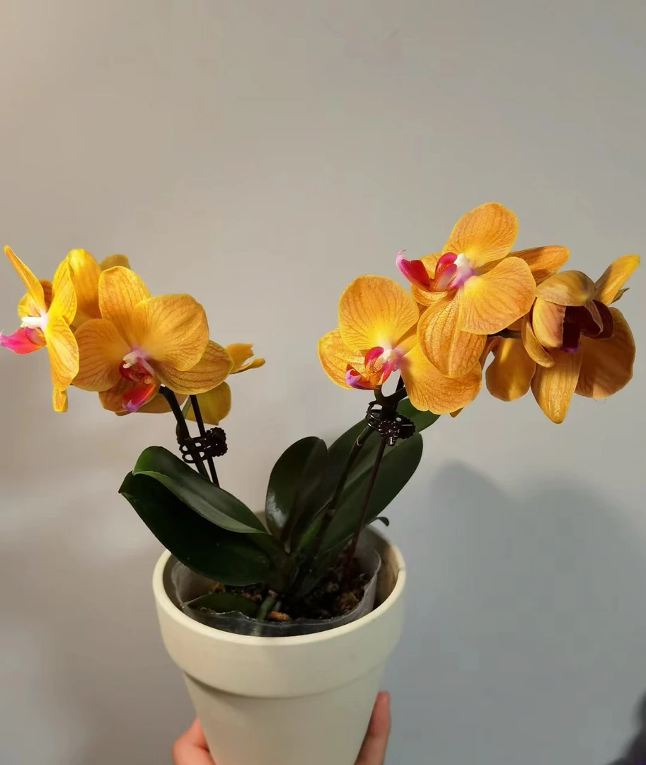 【皇妃】精品蝴蝶兰带花带花苞3.0寸杯（拍两盆送保温）