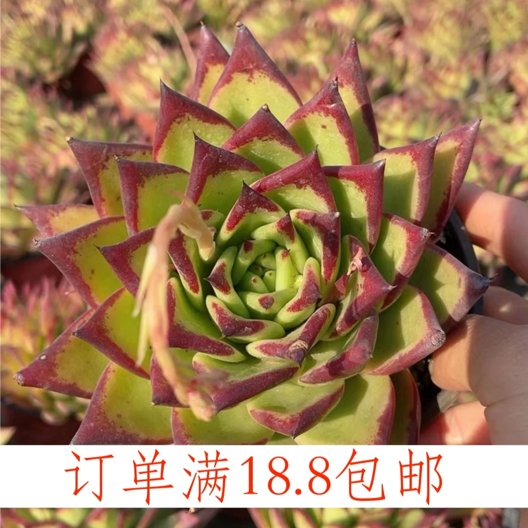 口红120盆云南水香基地多肉新手好养易活满18.8包邮