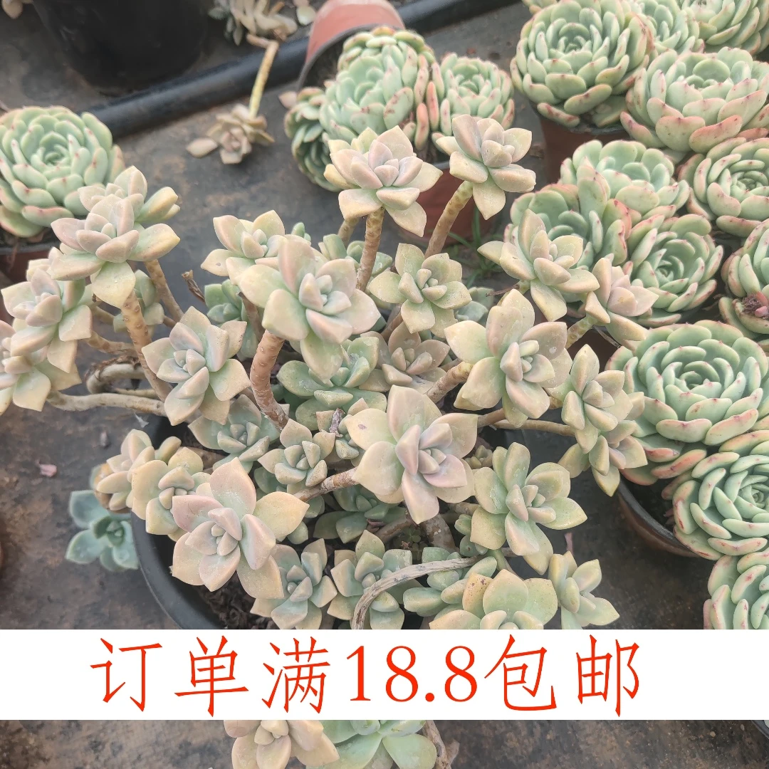 杏美人250盆云南水香基地发货新手好养易活满18.8包邮