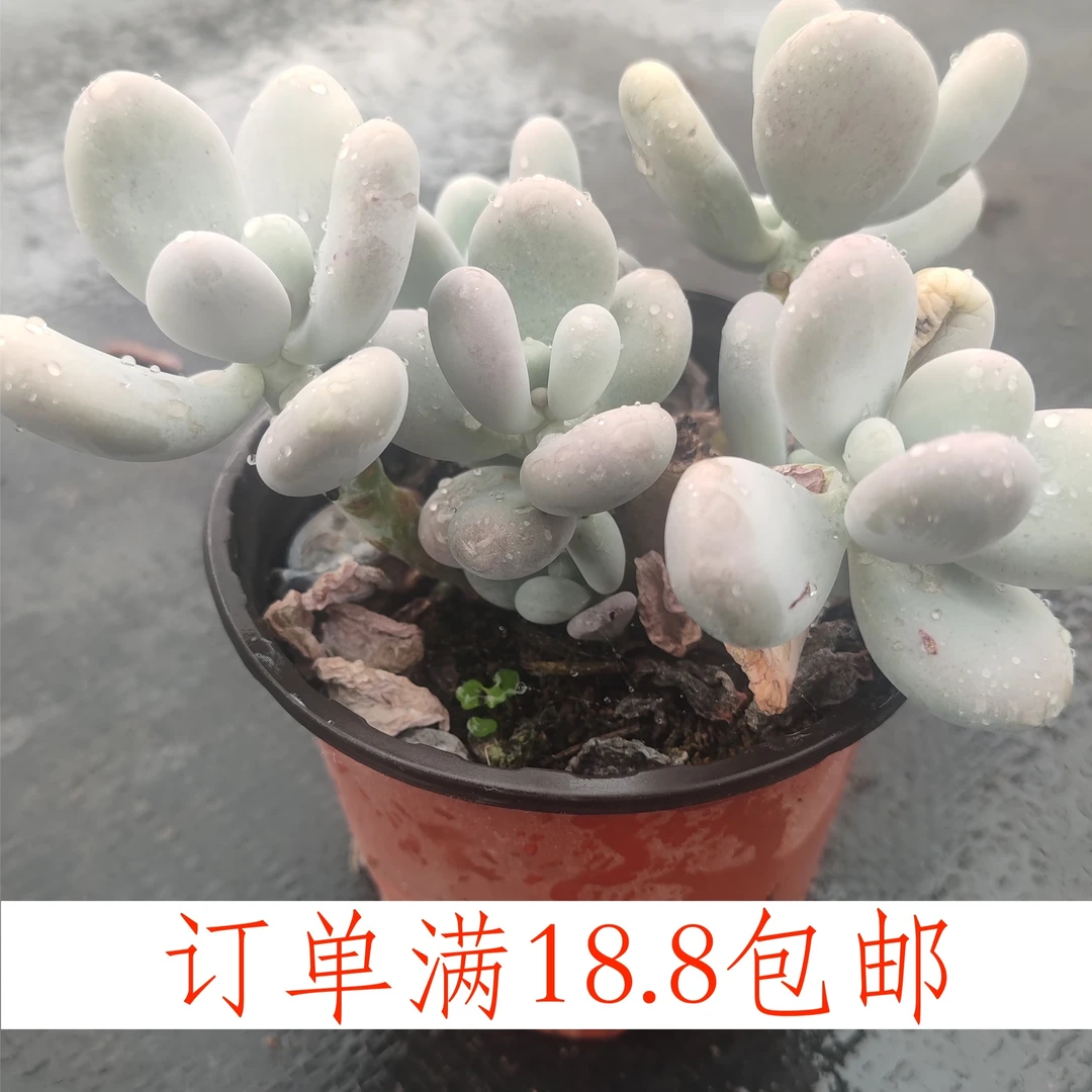 橙雪球120盆云南水香基地发货新手好养易活满18.8包邮