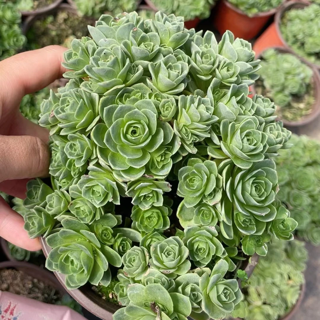 山地玫瑰120盆新手好养易活云南水香基地直发满18.8包邮