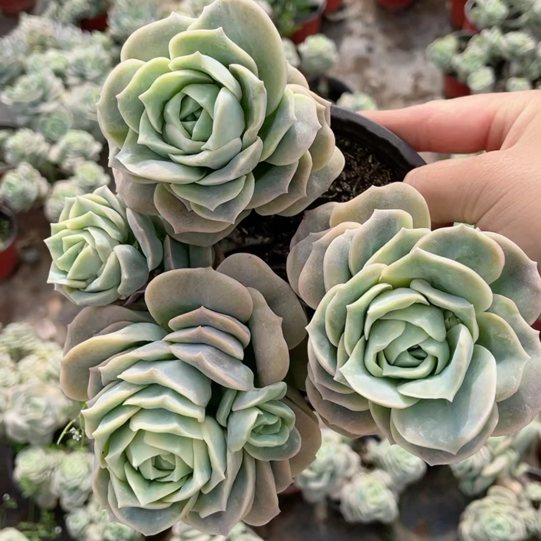 可爱玫瑰250盆新手好养易活云南水香基地直发满18.8包邮