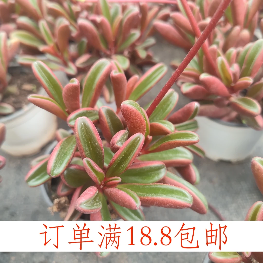 红背椒草90盆 云南基地直发  水香多肉