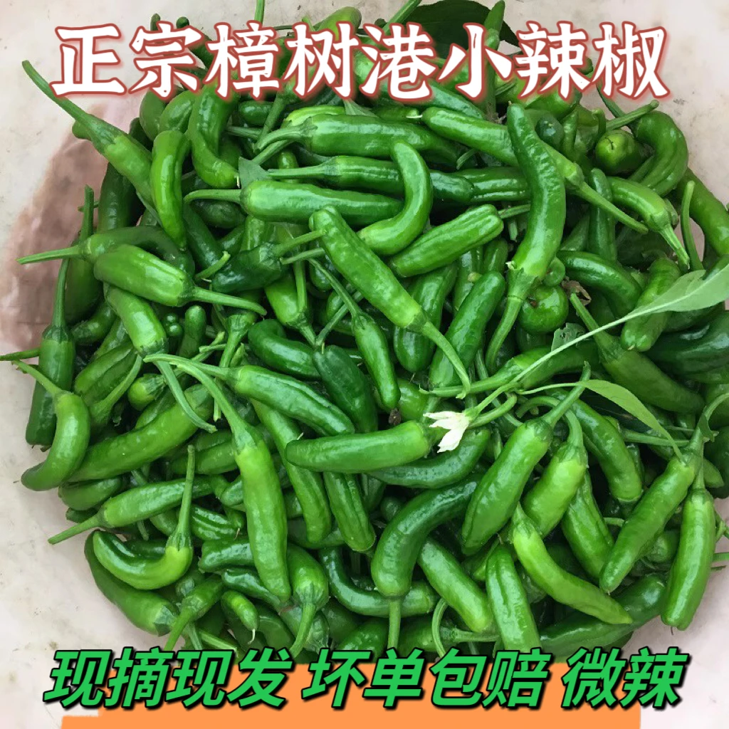 1斤正宗樟树港辣椒新鲜现摘湖南本地农家自种小青椒薄皮嫩辣椒