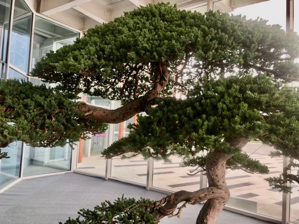 珍珠地柏盆景 直播间一物一拍 补差价等