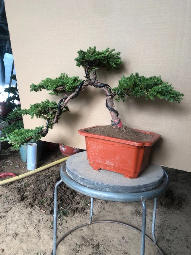迎客松造型地柏松树盆景盆栽绿植桌面阳台好养美观趣味一物一拍