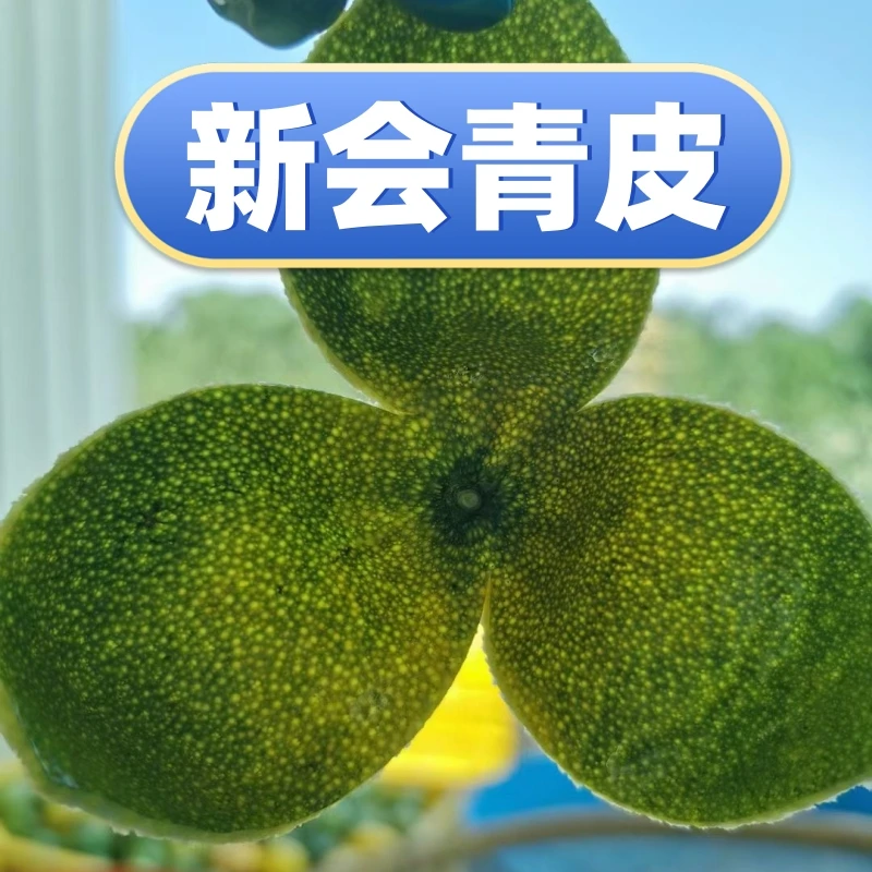 辉哥专属2025年新会青皮柑果皮正宗新会核心产区