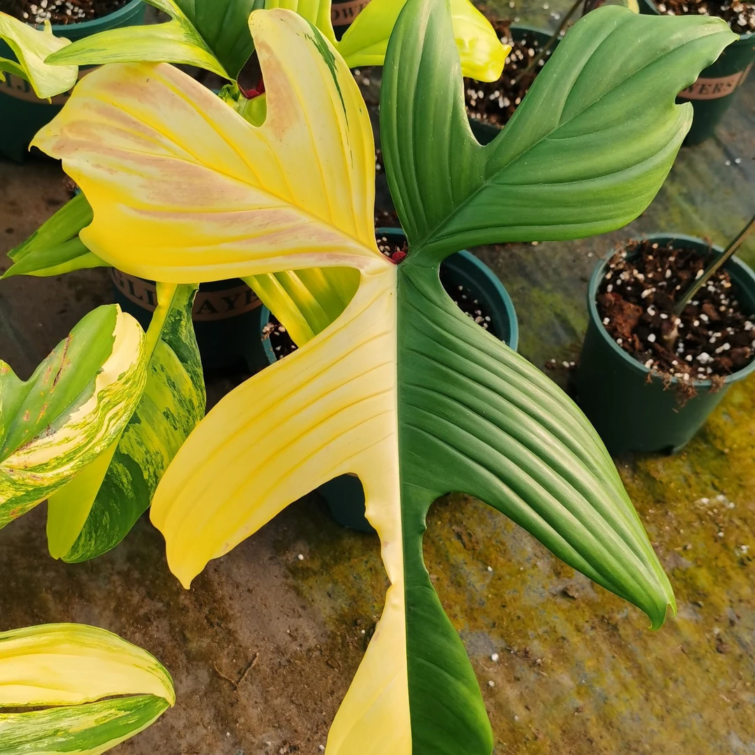 【向阳绿植花卉】美人锦盆栽室内四季常青植物ins风绿植吸甲醛