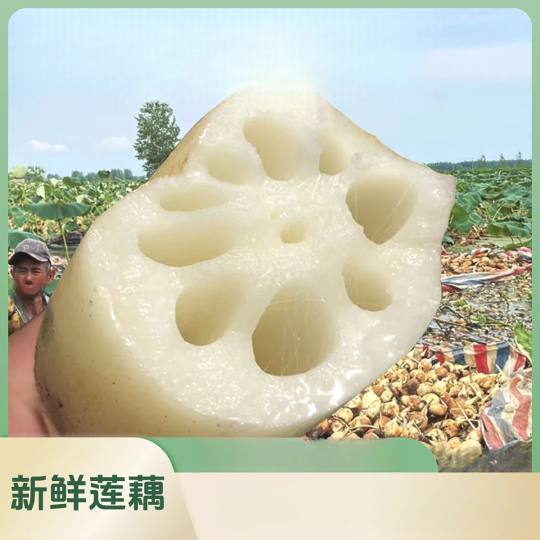 脆藕嫩藕尖湖北新鲜莲藕新花藕现挖青泥巴莲藕当季蔬菜脆爽莲菜