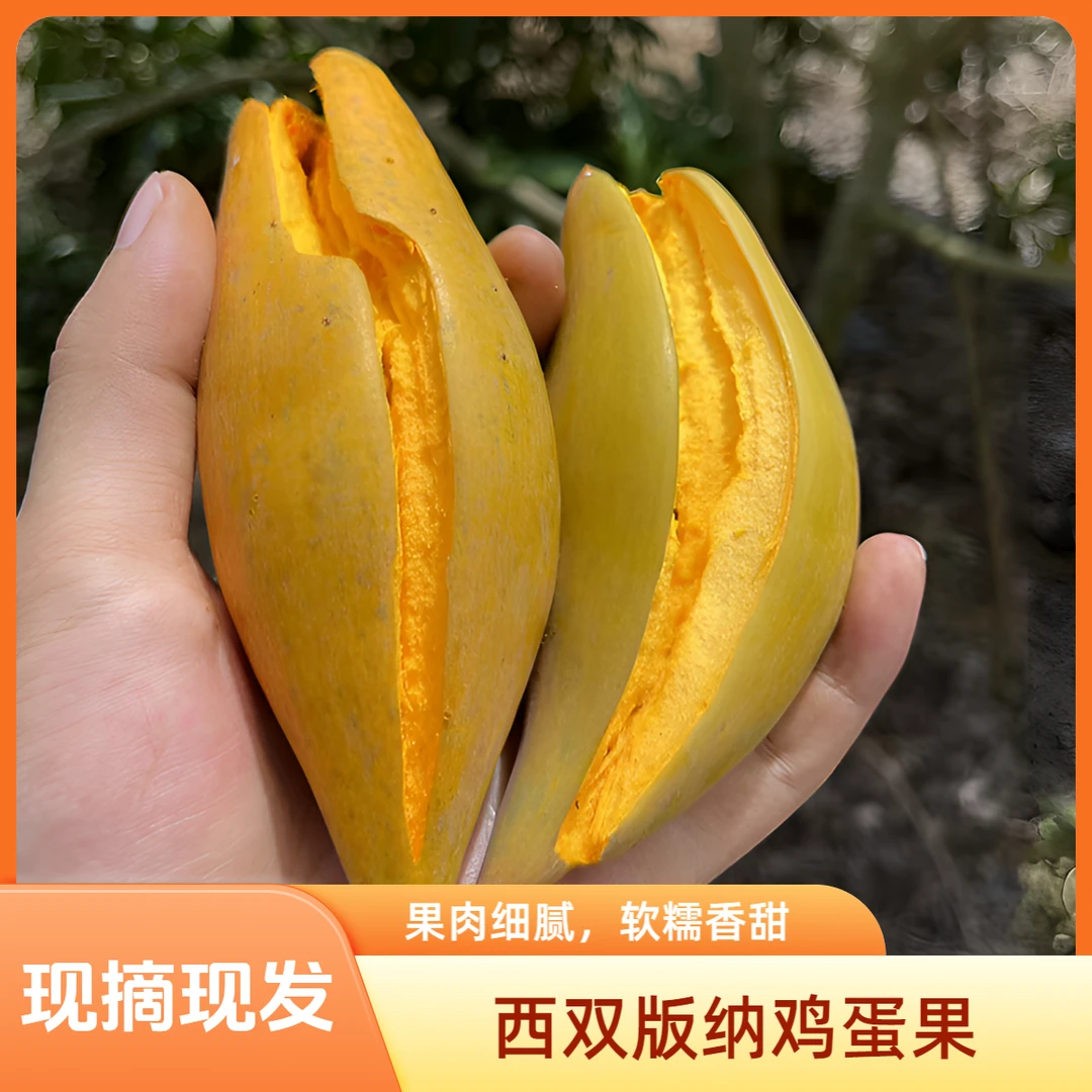 云南西双版纳鸡蛋果新鲜现摘现发蛋黄果当季热带新鲜水果坏果包赔